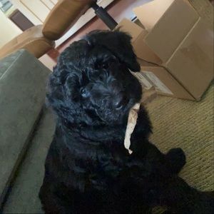 Meet your Posher, Isabelle